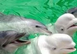 В Дубне планируется строительство дельфинария